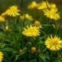 Bracteantha – Dreamtime® Jumbo Yellow – 10″ Hanging Basket